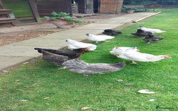 Chickens poultry for sale: Pure Breed Point of lay hens - Image 3