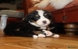 Bernese Mountain Dog dogs for sale: Bernese Mountain Dog Pups  - Image 23