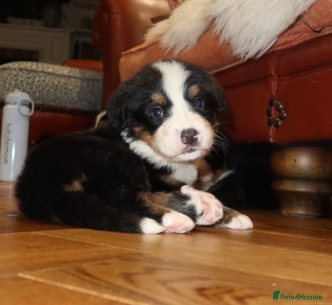 Bernese Mountain Dog dogs for sale: Bernese Mountain Dog Pups  - Image 23