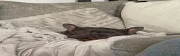 French Bulldog dogs for sale: Needs rehoming in Pershore - Advert 6