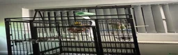 Parrots birds for sale: Tame Young Female Alexandrine - Advert 8