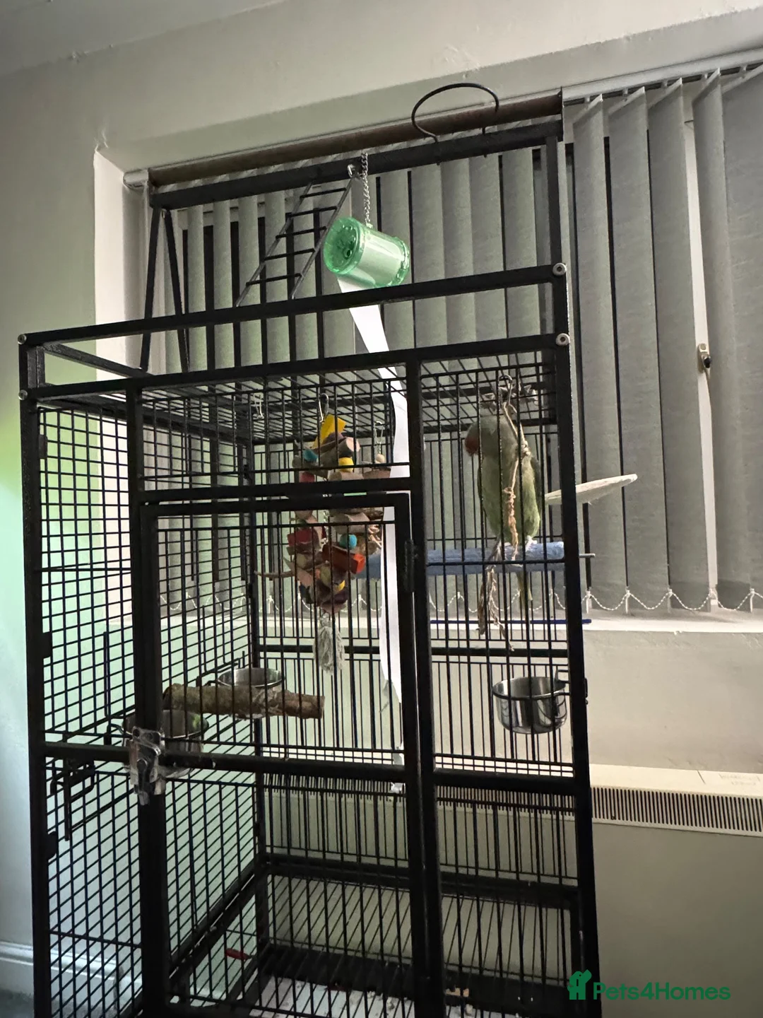 Parrots birds for sale: Tame Young Female Alexandrine - Advert 8