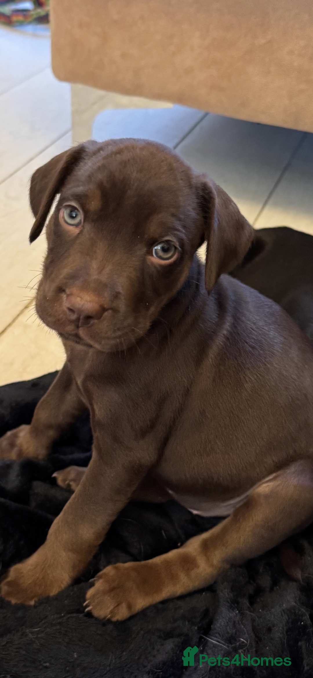 Mixed Breed dogs for sale: Mixed bread cavapoo-staff/sharpie - Advert 7