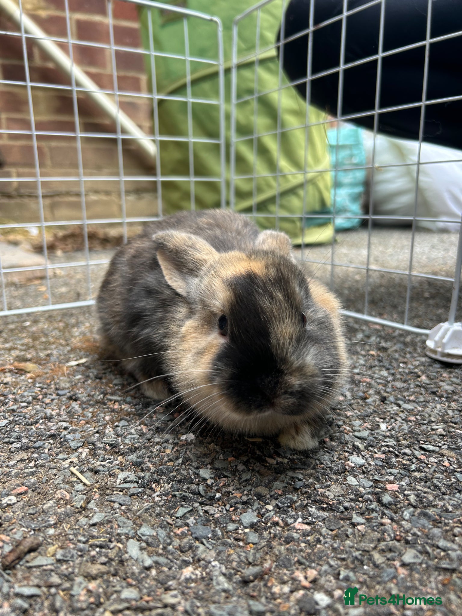 Mixed Breed rabbits for sale: 2 male English x lop rabbits  - Advert 5