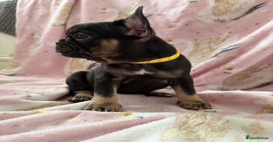 French Bulldog dogs 1 girl available KC registered frenchies🐾 - Advert 10
