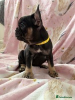 French Bulldog dogs 1 girl available KC registered frenchies🐾 - Advert 10