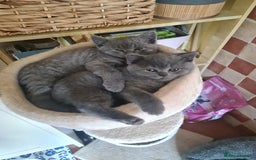 British Shorthair cats for sale: Both parents pedigreesTICA pedigree-dad5xchampion  - Image 10