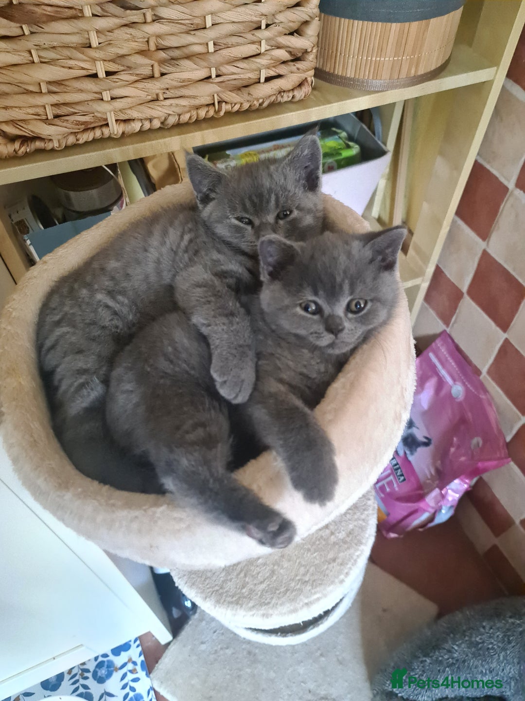 British Shorthair cats for sale: Both parents pedigreesTICA pedigree-dad5xchampion  - Image 10