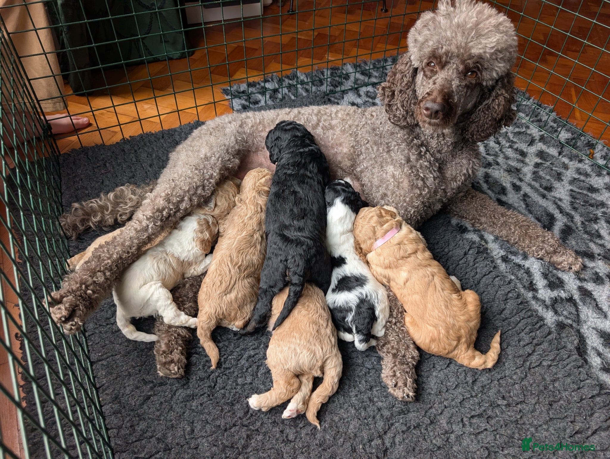 Goldendoodle dogs 🐾 Beautiful Standard Goldendoodle Puppies 🐾 - Advert 1