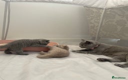 British Shorthair cats for sale: GCCF registered Champion bloodline BSH kittens - Image 22