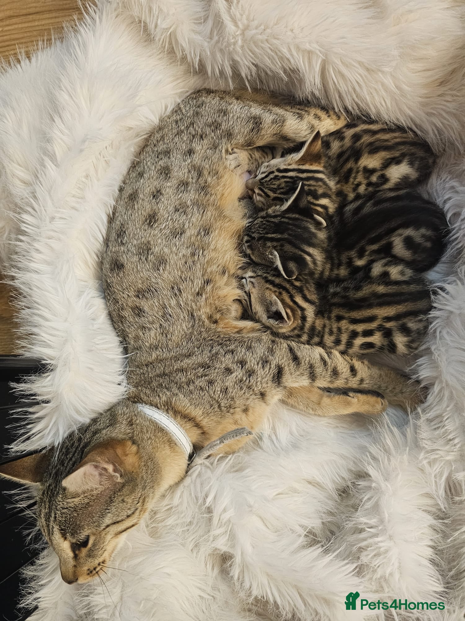 Bengal cats Savannah x Bengal hybrid Kittens  - Advert 4