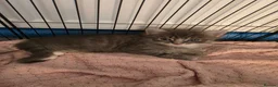 Mixed Breed cats for sale: British mix 5 kittens  in Doncaster - Advert 4