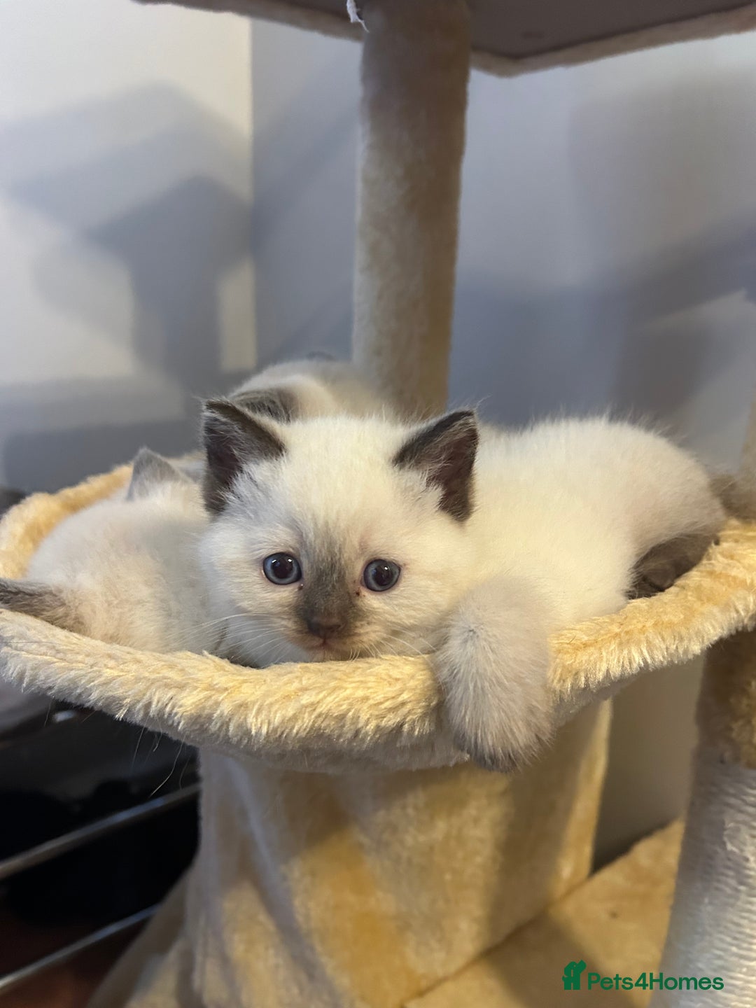 Ragdoll cats for sale: Beautiful Ragdoll x British short hair kittens - Advert 4