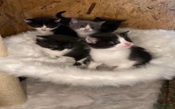 Ragdoll cats for sale: RagDoll X Kittens  - Image 4