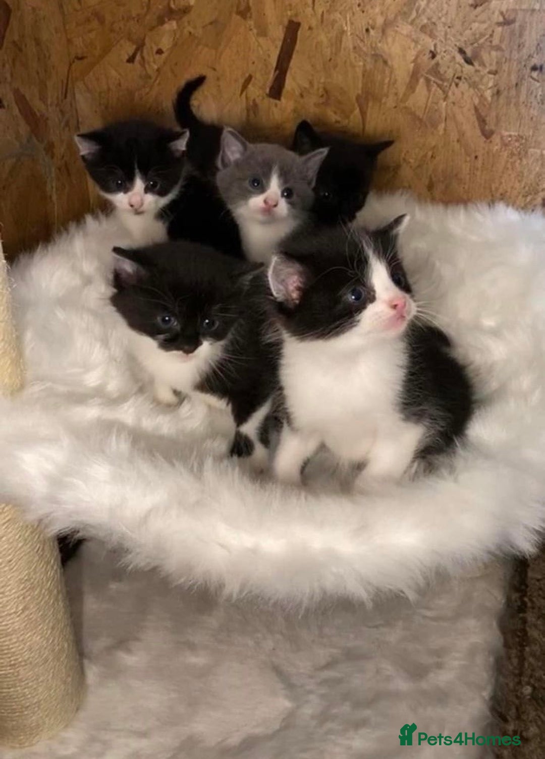 Ragdoll cats for sale: RagDoll X Kittens  - Image 4