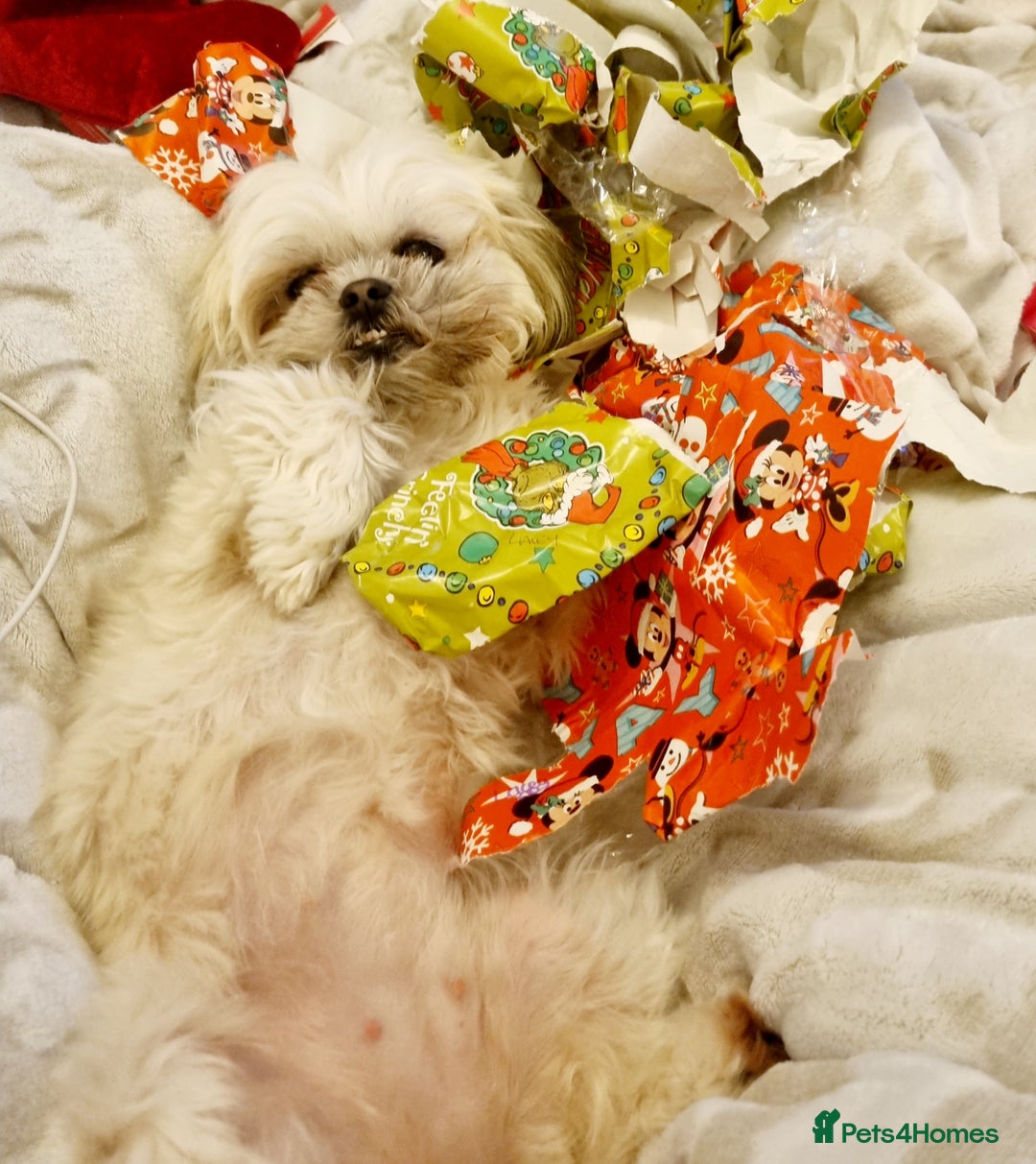 Malshi dogs for sale: ❤️ Loving Home Wanted for Our Beautiful Penny ❤️ - Image 3