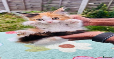 Maine Coon cats in Romford - Advert 7