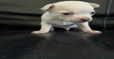 Chihuahua dogs - Advert 7