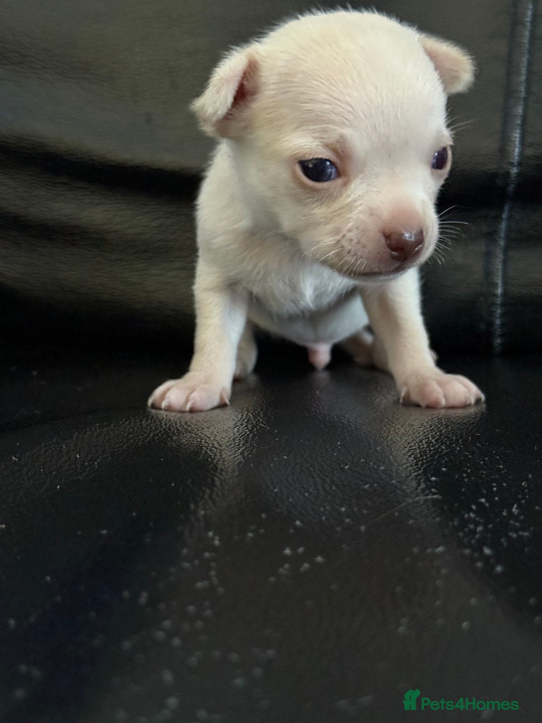 Chihuahua dogs for sale: Chihuahua Puppies - Image 2