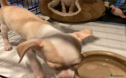 Chihuahua dogs for sale: Chihuahua babies ready now - Image 11