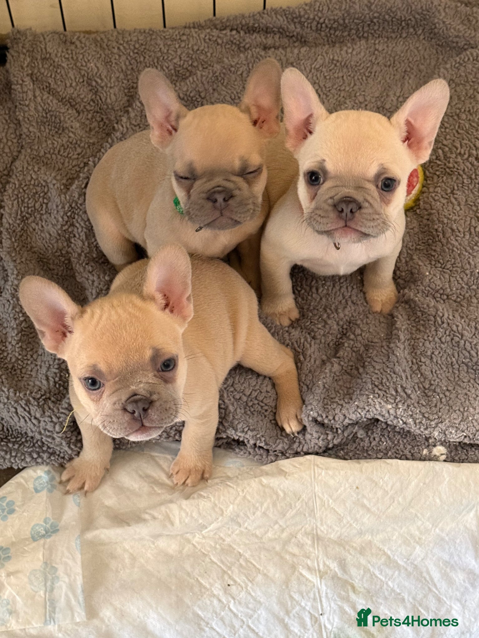 French Bulldog dogs French bulldog puppies for sale  - Advert 10