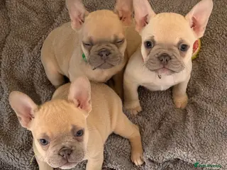 French Bulldog dogs French bulldog puppies for sale - Advert 10