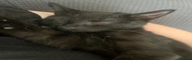 Mixed Breed Kitten 1