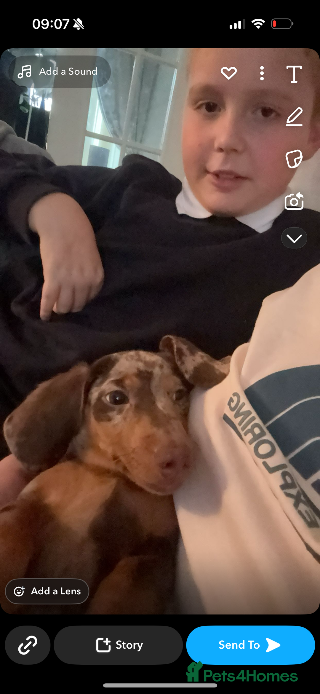 Miniature Dachshund dogs for stud: Chocolate and tan dapple for stud - Image 4