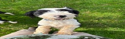 Tibetan Terrier dogs for sale: KC fully health tested exceptionally bred Tibetan  - Advert 11