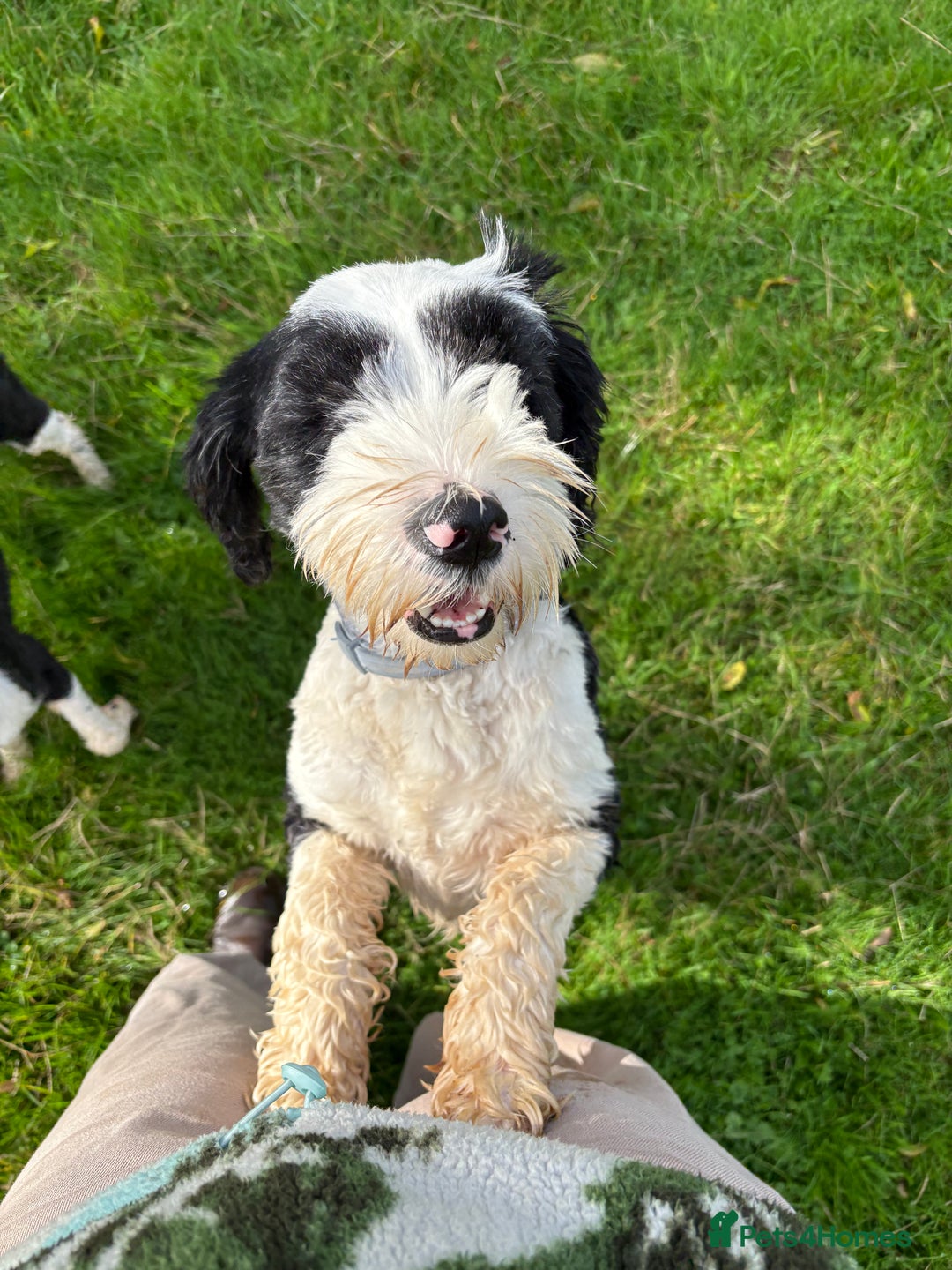 Tibetan Terrier dogs for sale: KC fully health tested exceptionally bred Tibetan  - Advert 11