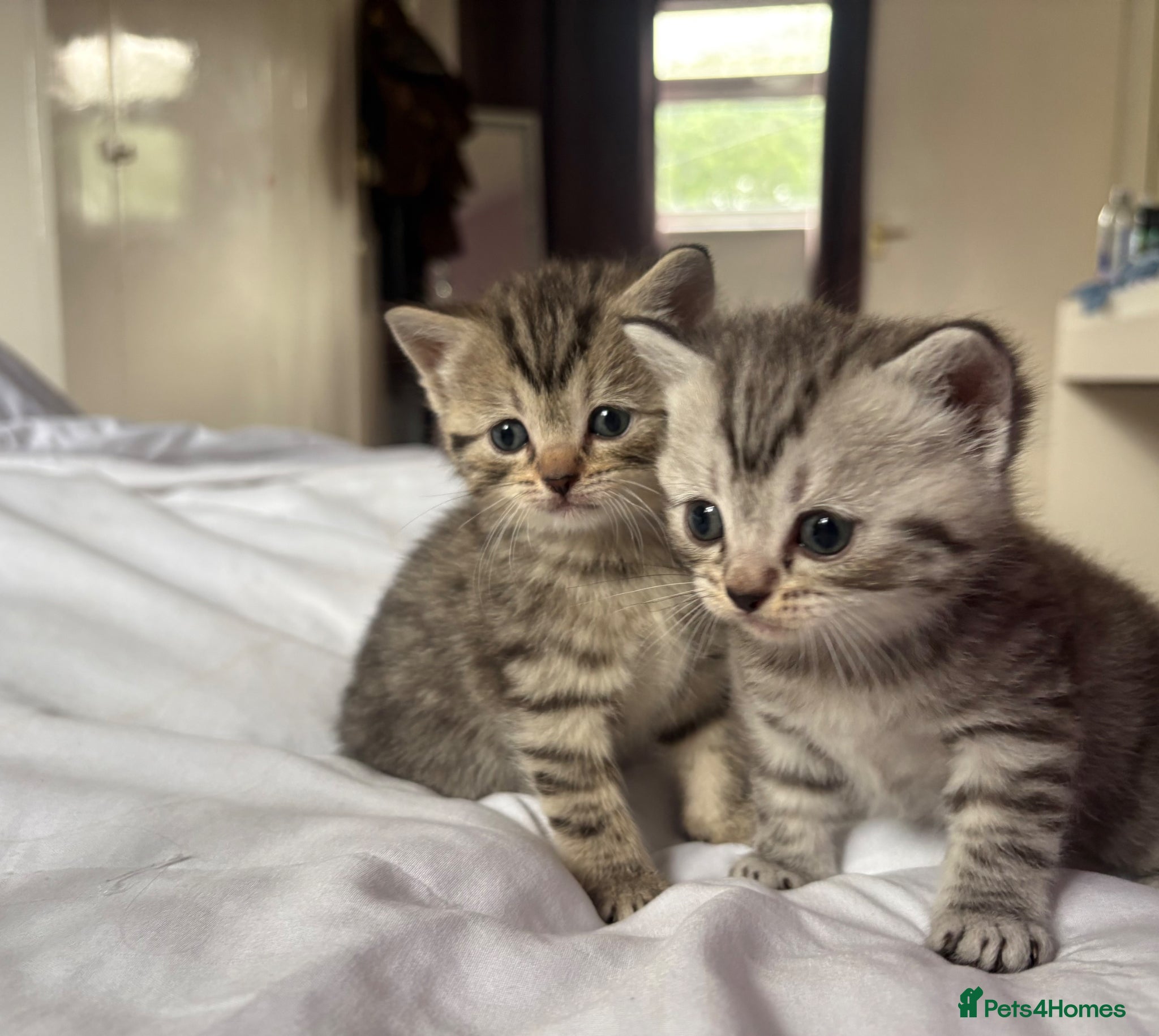Mixed Breed cats 2 beautiful kittens looking for forever home - Advert 12