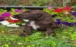 Cocker Spaniel dogs for sale: Family raised champion cocker REDUCED AND READY - Image 16