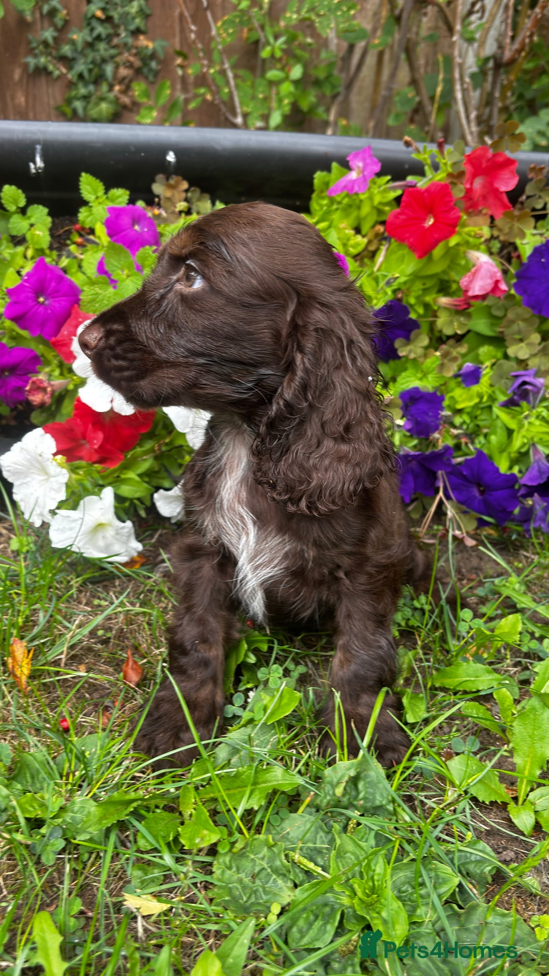 Cocker Spaniel dogs for sale: Family raised champion cocker REDUCED AND READY - Image 16