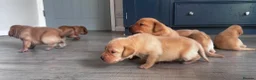 Labrador Retriever dogs for sale: Labrador retriever puppies for sale  - Advert 13