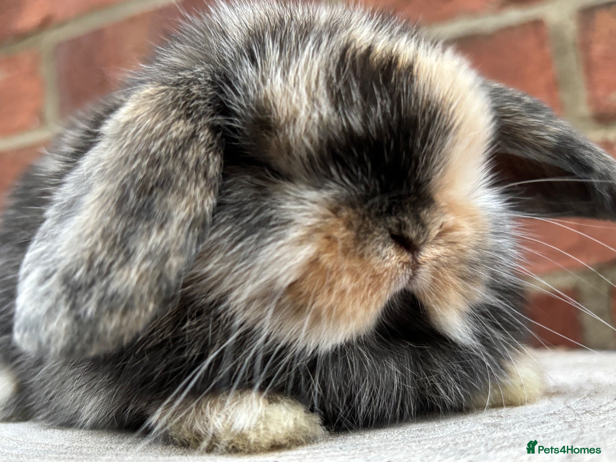 Mini Lop rabbits Pure bred baby pedigreed mini lops  - Advert 2