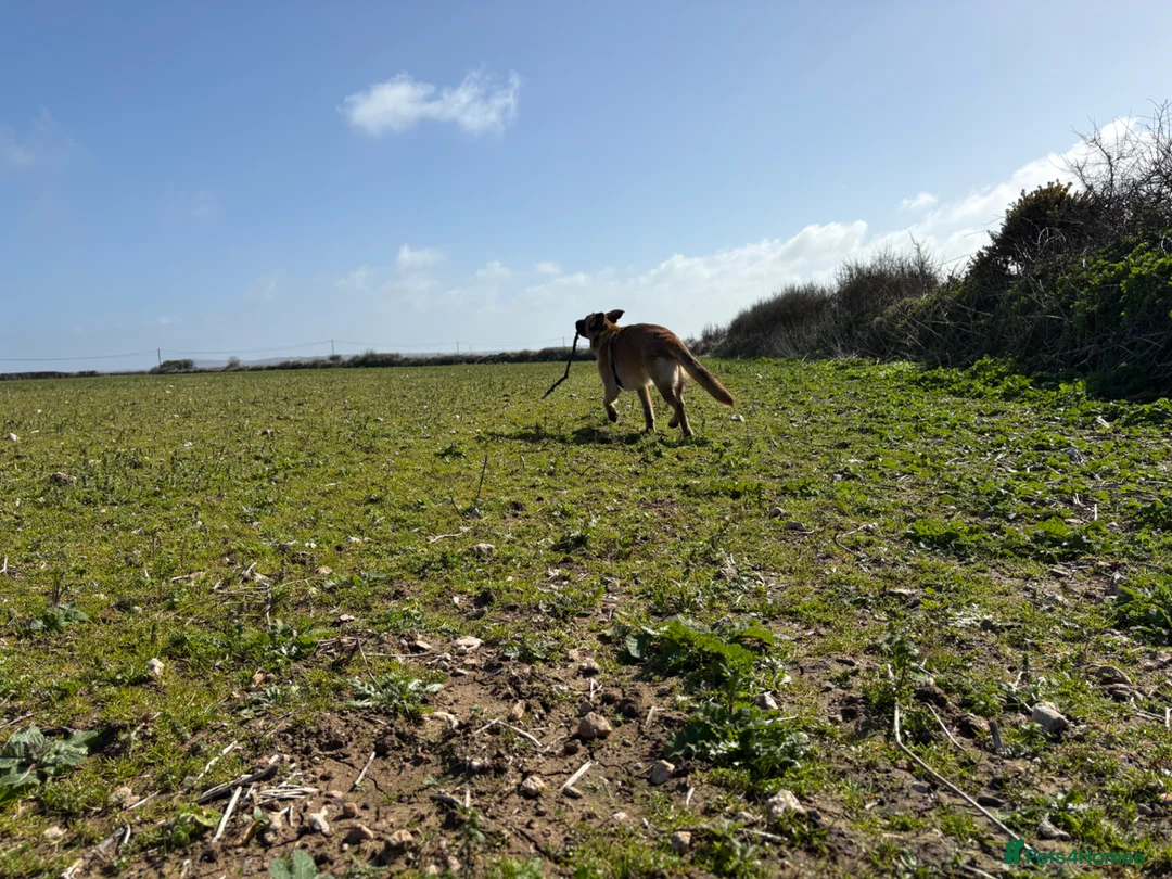 German Shepherd dogs for sale: 9 month old German Shepherd - Advert 2