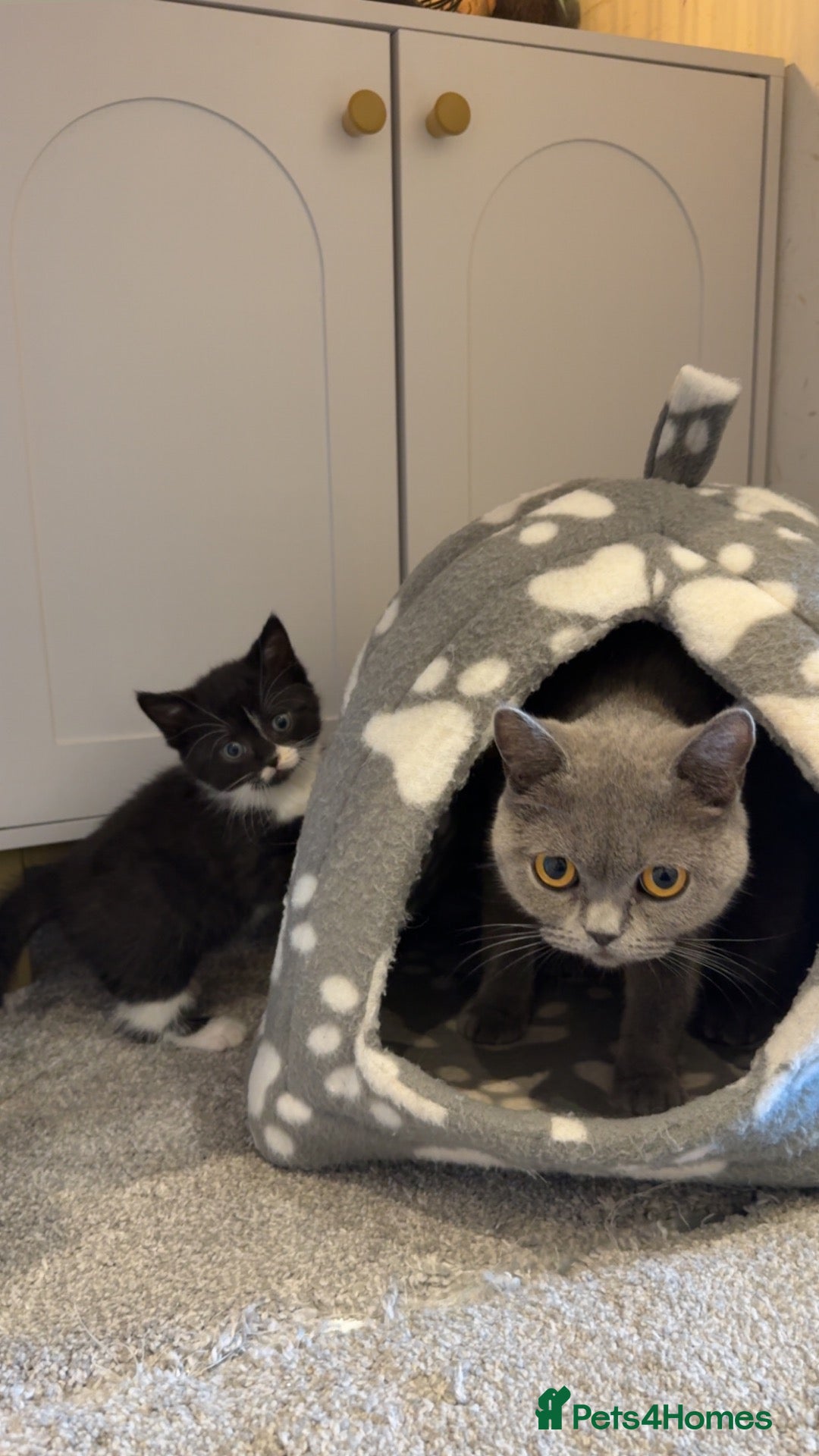 British Shorthair cats 2 Black&white kittens. British-short hair mother - Advert 3