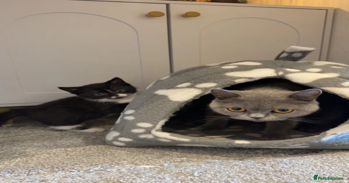 2 Black&white kittens. British-short hair mother for sale in ...