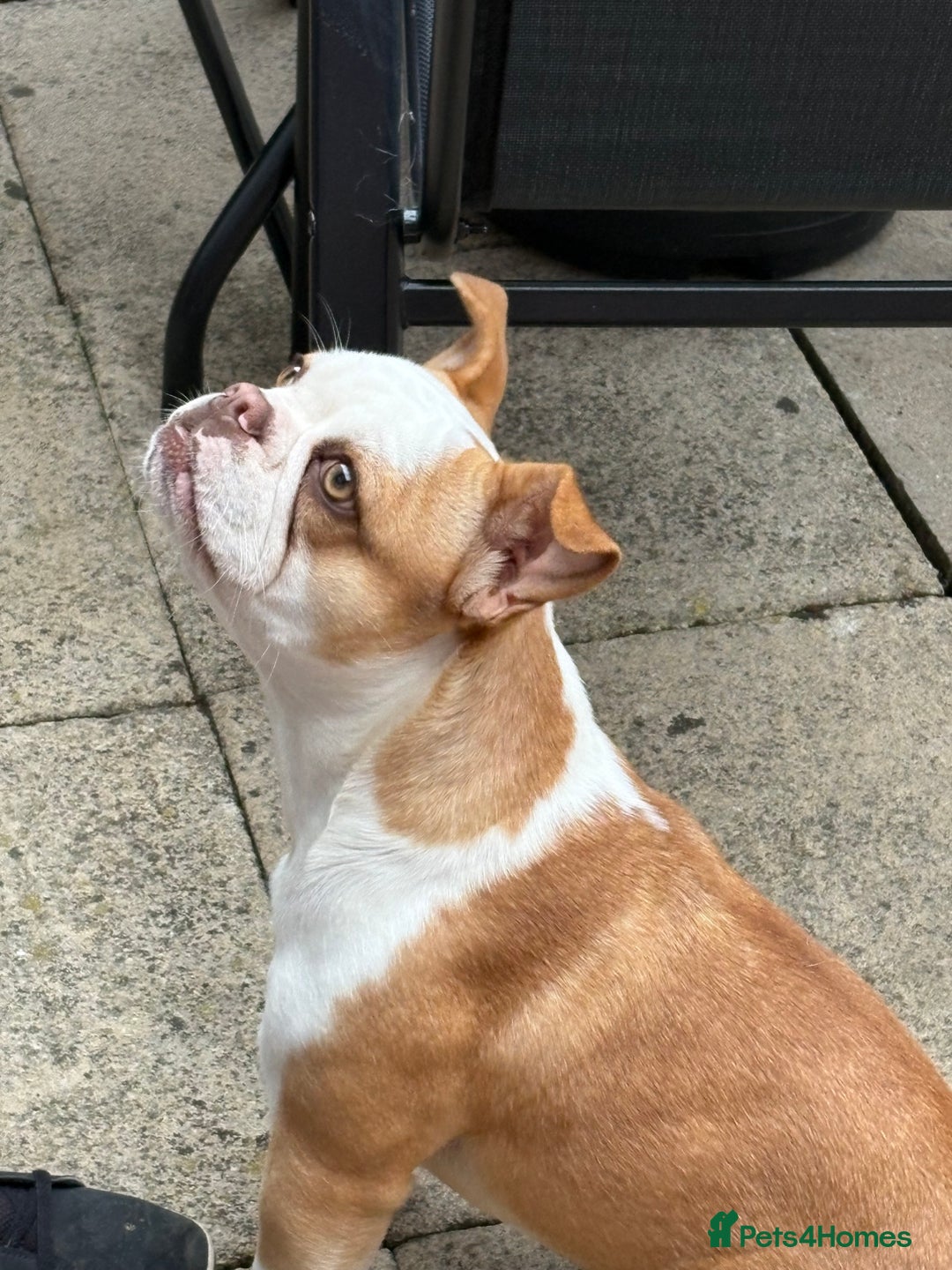 Mixed Breed dogs for sale: Lovely girl needing a home  - Advert 6