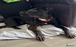Mixed Breed dogs for sale: Beautiful Boy called Nero - Image 8