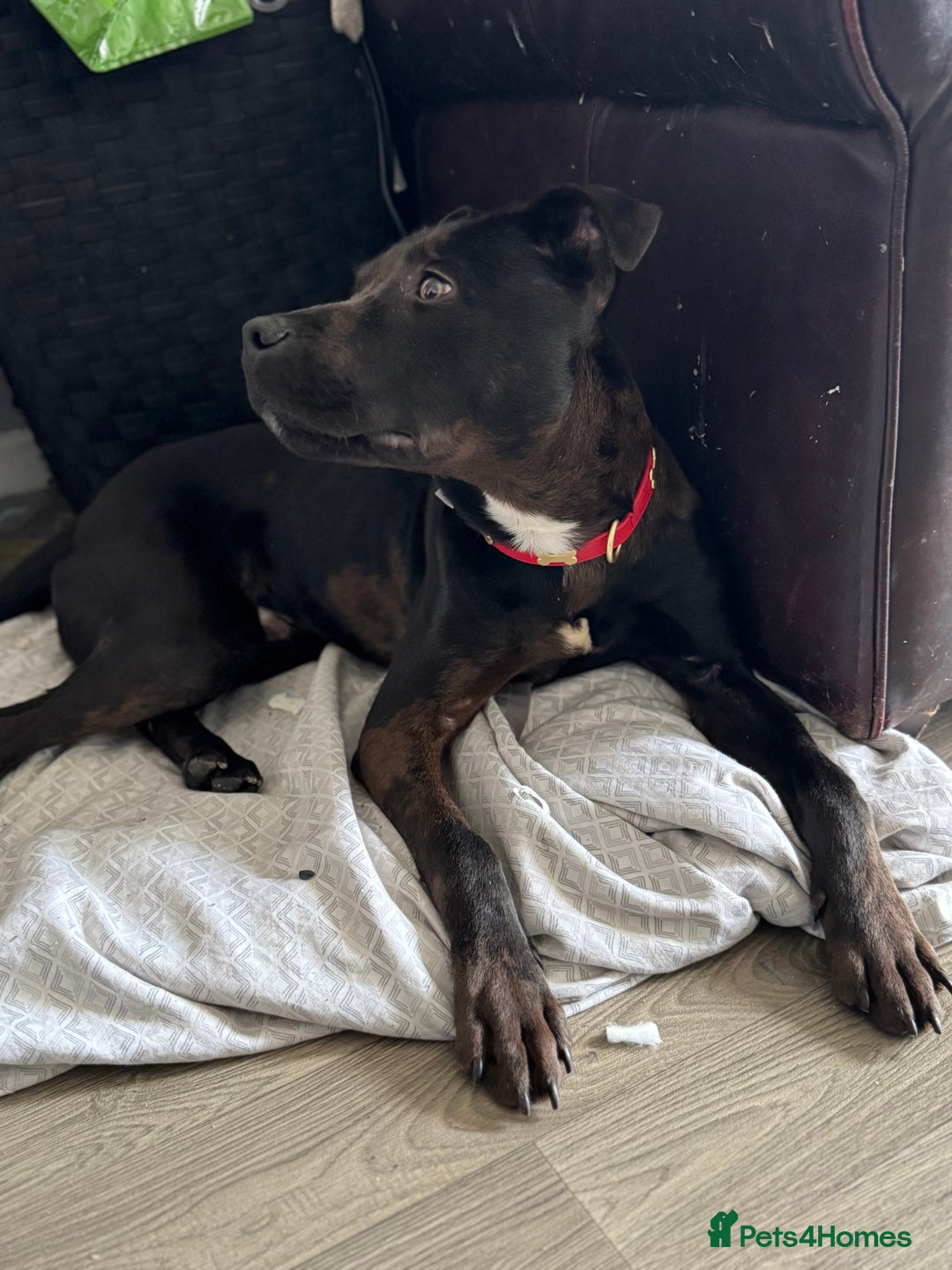 Mixed Breed dogs for sale: Beautiful Boy called Nero - Image 8