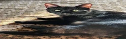 Bengal cats for sale: Fendi & Bagheera–Beautiful, Loving Bengal Pair - Advert 7