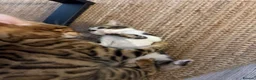 Mixed Breed cats for sale: Mixed bengal  - Advert 4