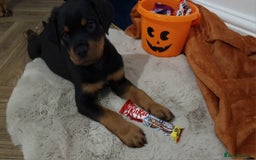 Rottweiler dogs for sale: KC Rottweiler Puppies - Image 13