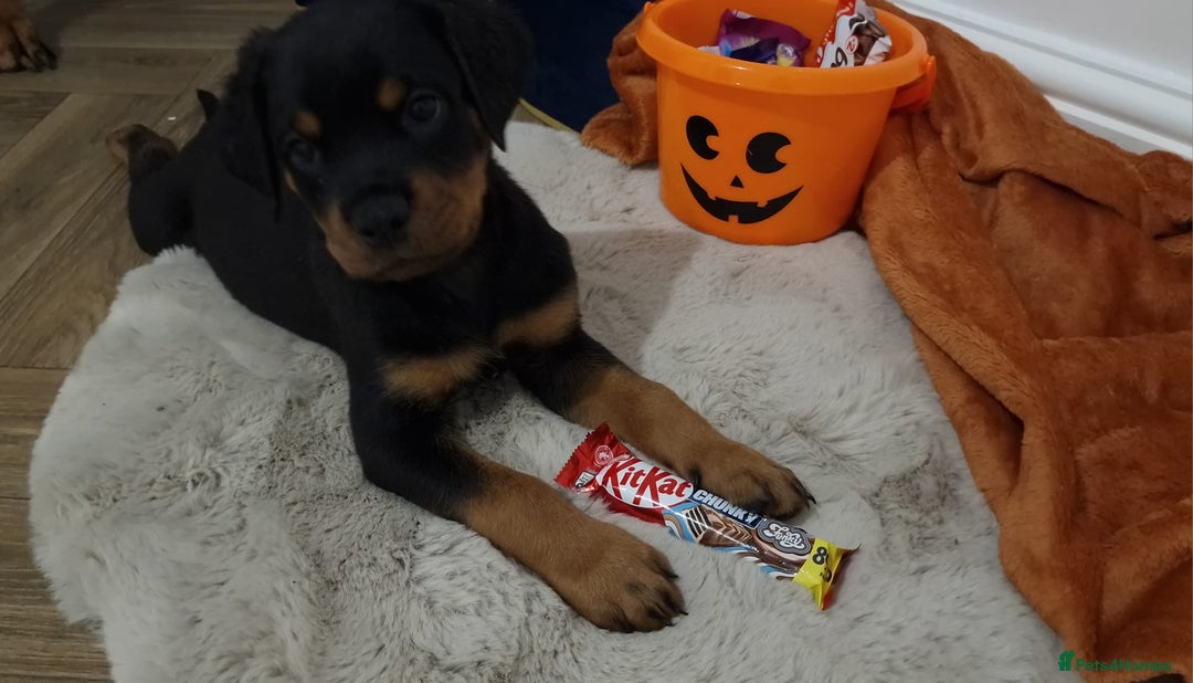 Rottweiler dogs for sale: KC Rottweiler Puppies - Image 13