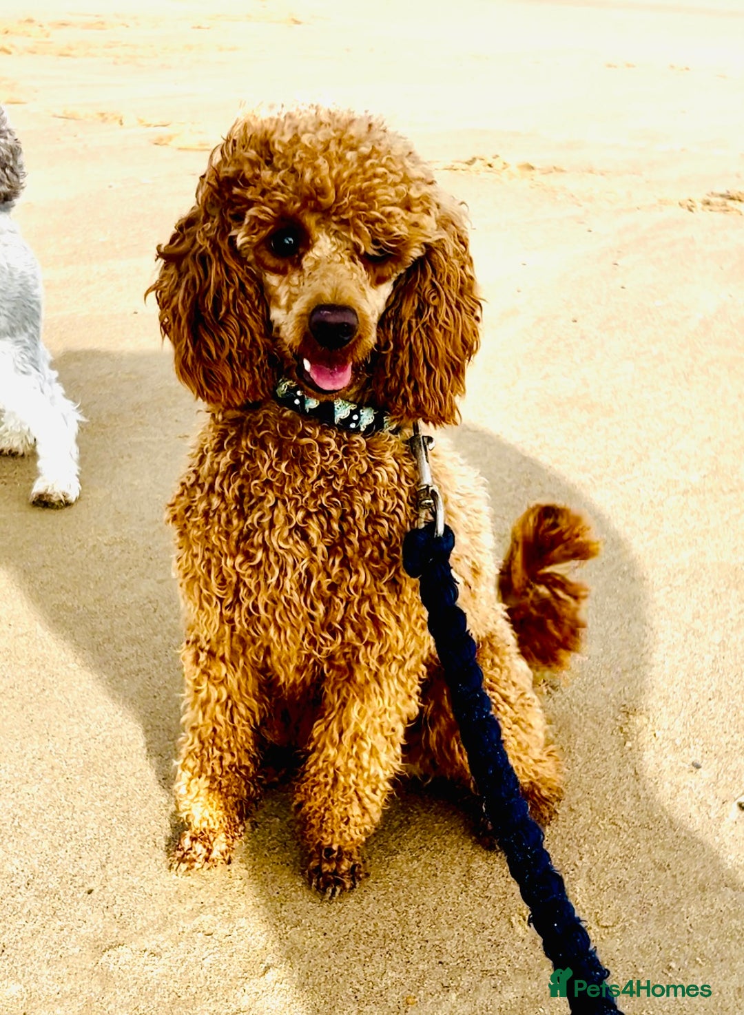 Miniature Poodle dogs for stud: For Stud KC DNA & heart tested Poodle - Advert 2