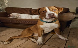 Mixed Breed dogs for sale: Dogue De Bordeaux X. House & Bsc obedience trained - Image 2