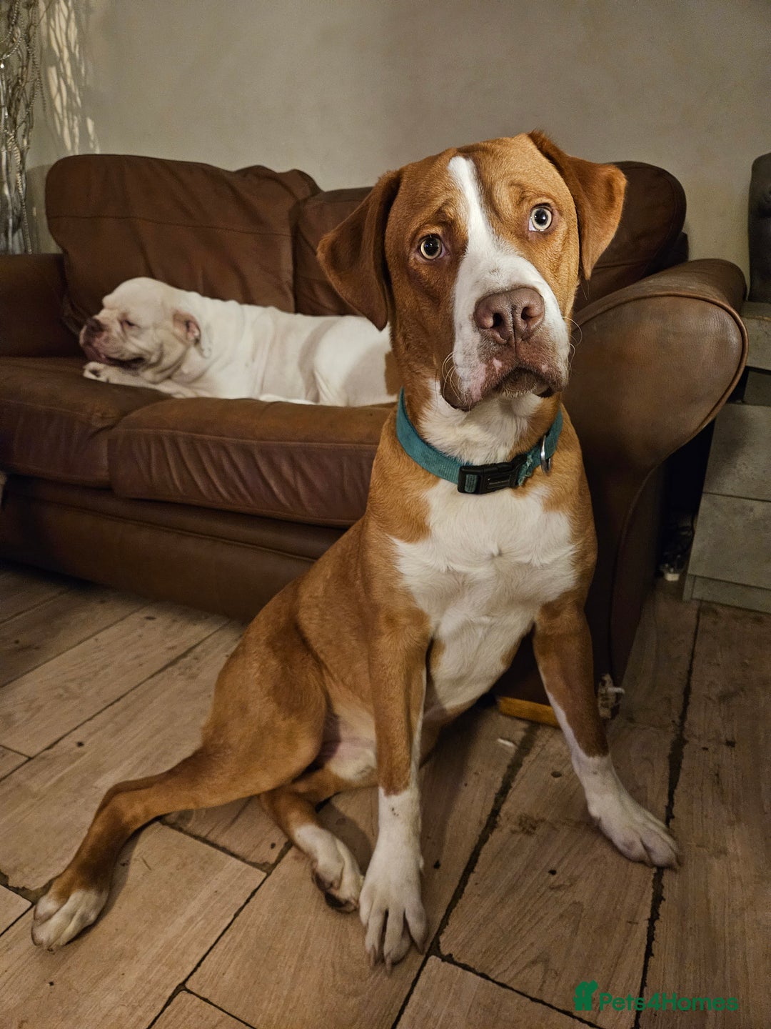 Mixed Breed dogs for sale: Dogue De Bordeaux X. House & Bsc obedience trained - Image 2