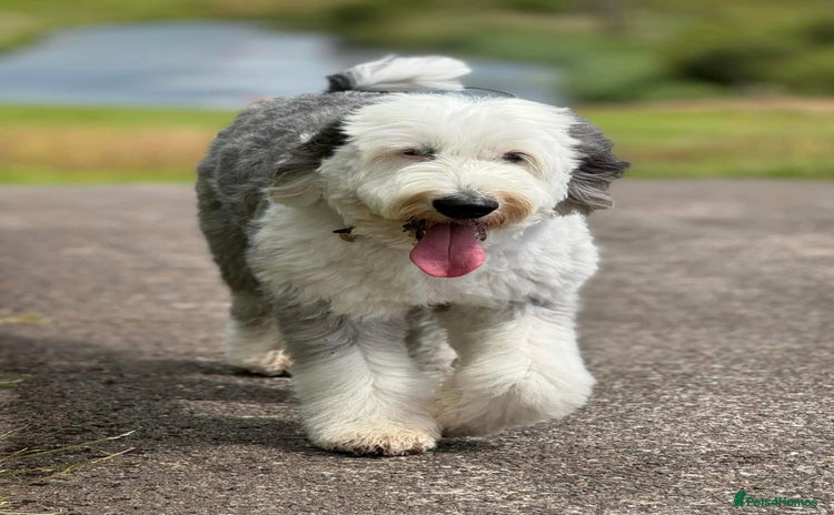 Old English Sheepdog dogs - Advert 1