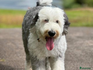 Old English Sheepdog dogs - Advert 2